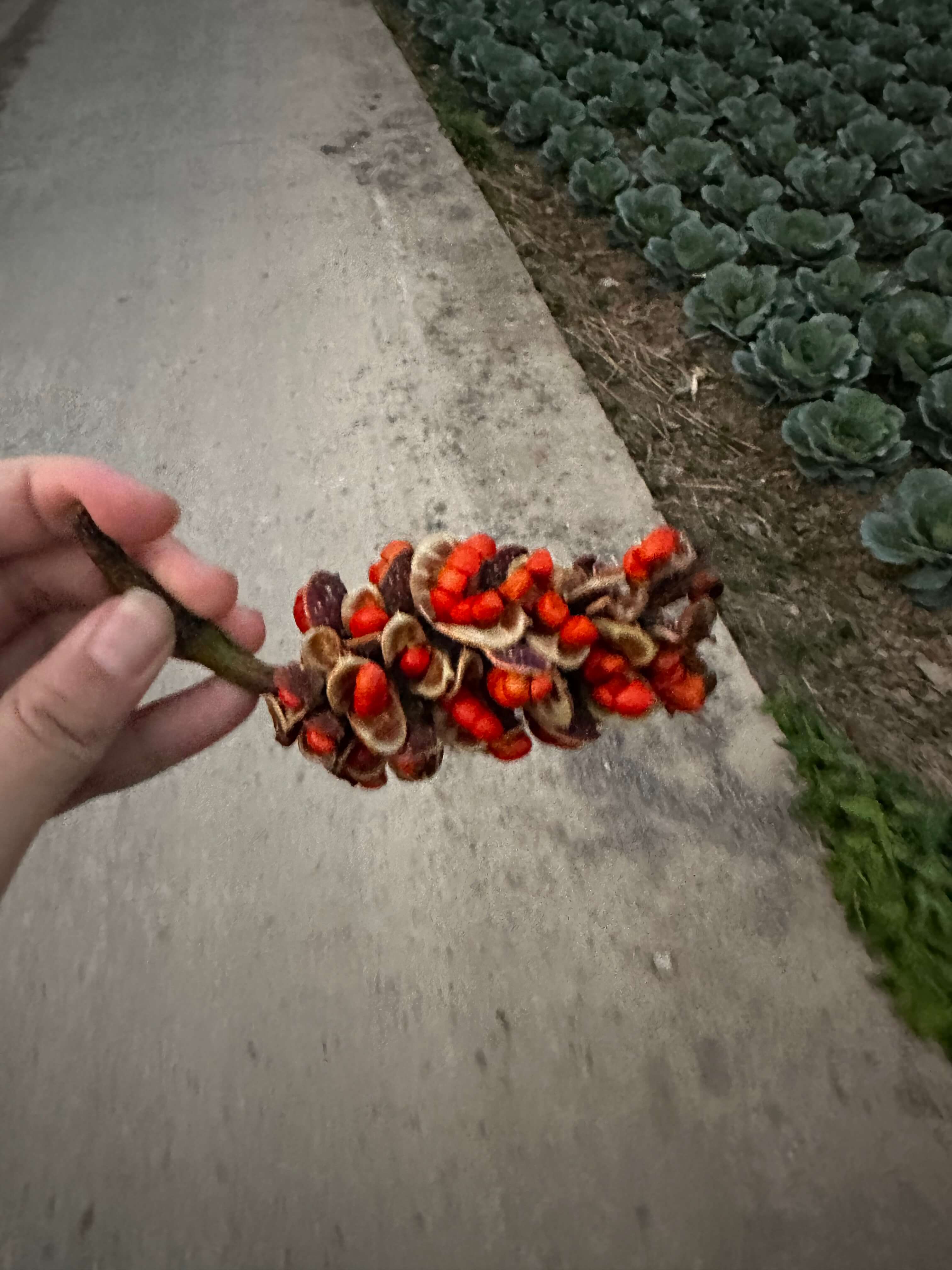 木兰 木兰