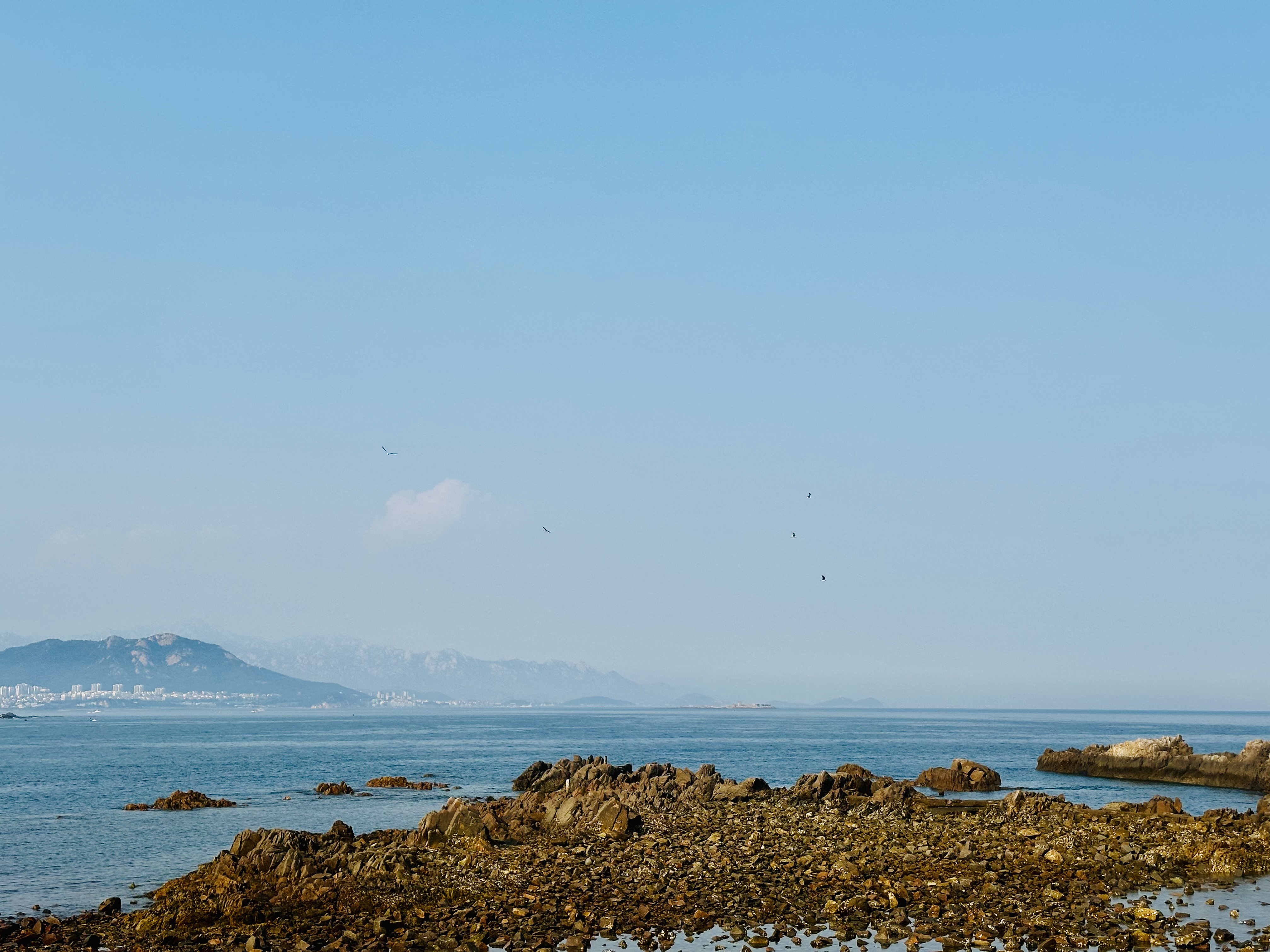 小麦岛! 小麦岛!