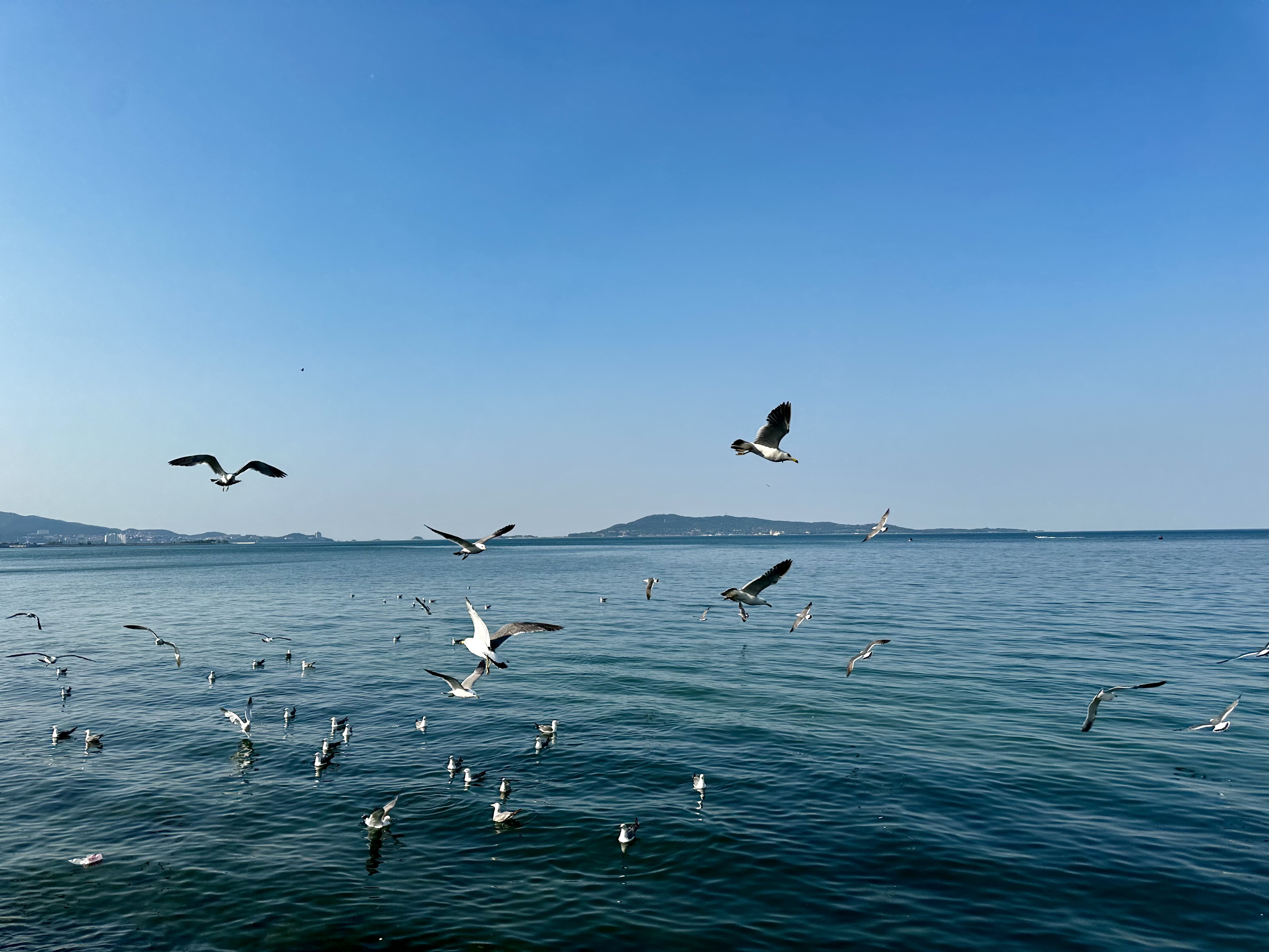海鸥 海鸥